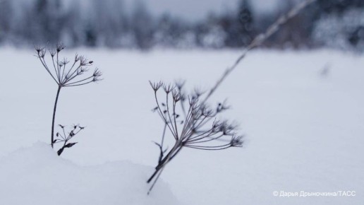 Обильные снегопады, обрушившиеся на Новосибирскую область в первой половине марта, могут пойти на пользу будущему урожаю