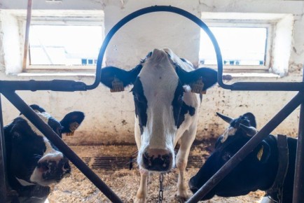 Больше ста телят сгорело на ферме в селе Смирновка под Новосибирском