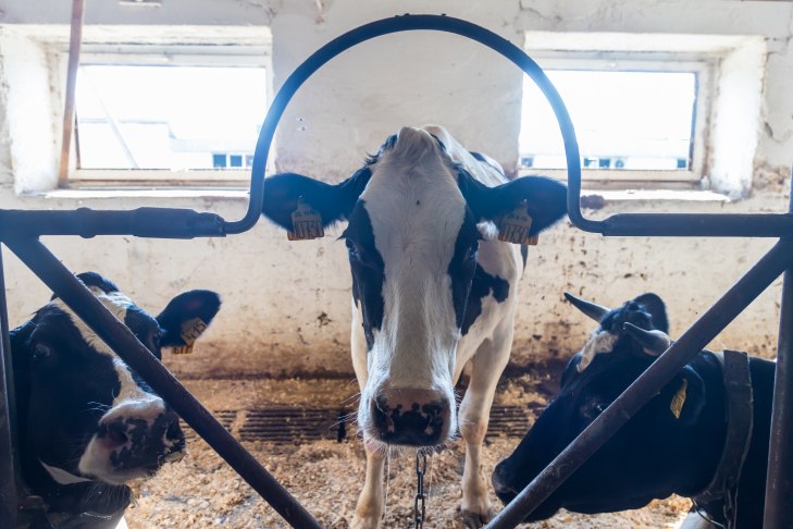 Больше ста телят сгорело на ферме в селе Смирновка под Новосибирском