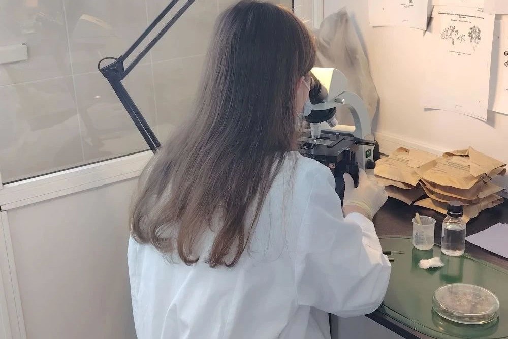 Рекордный запас семян сосен и елей создали в Новосибирской области Рекордный запас семян сосен и елей создали в Новосибирской области