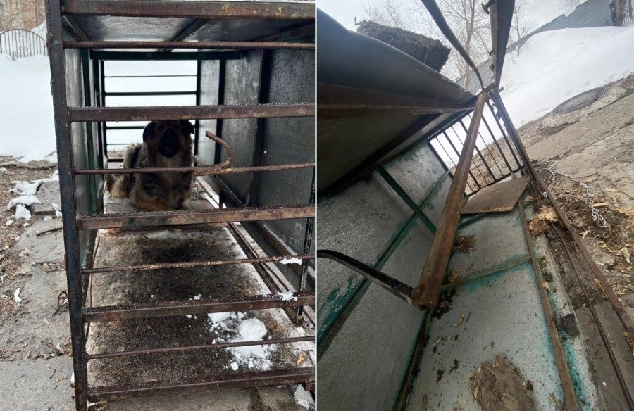 В Новосибирске около школы сломали ловушку, в которую попала бездомная собака