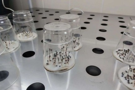 Рекордный запас семян сосен и елей создали в Новосибирской области