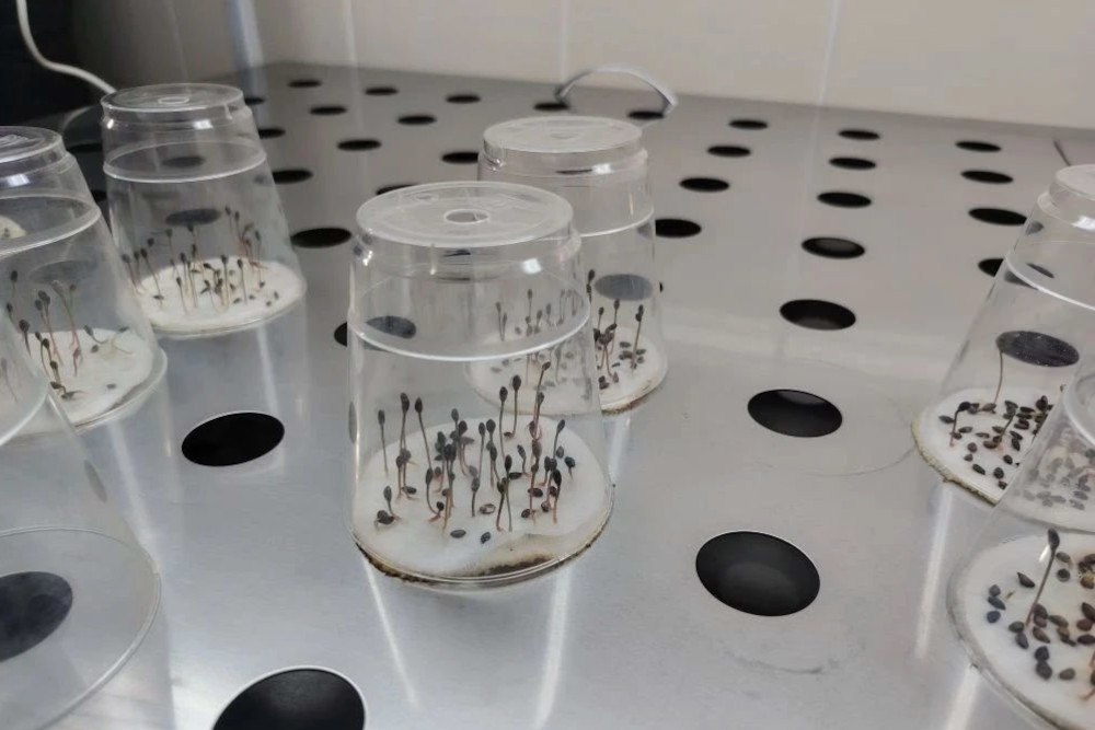 Рекордный запас семян сосен и елей создали в Новосибирской области