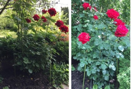 ��� ������� ����� ��� ������: ������ � ������������