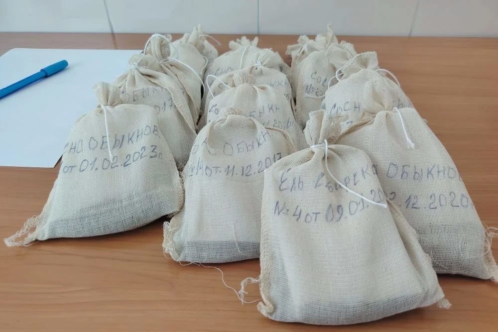 Рекордный запас семян сосен и елей создали в Новосибирской области Рекордный запас семян сосен и елей создали в Новосибирской области