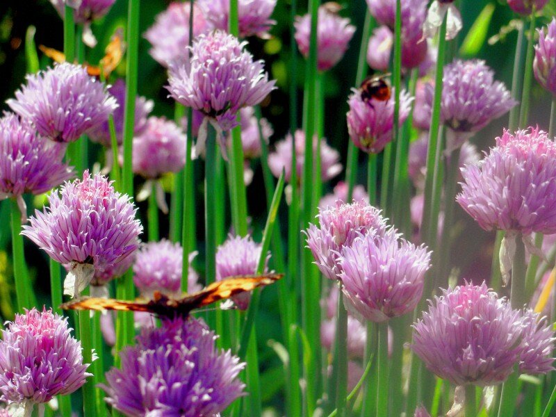 Как мы преобразили заброшенный участок: история садоводческих приключений