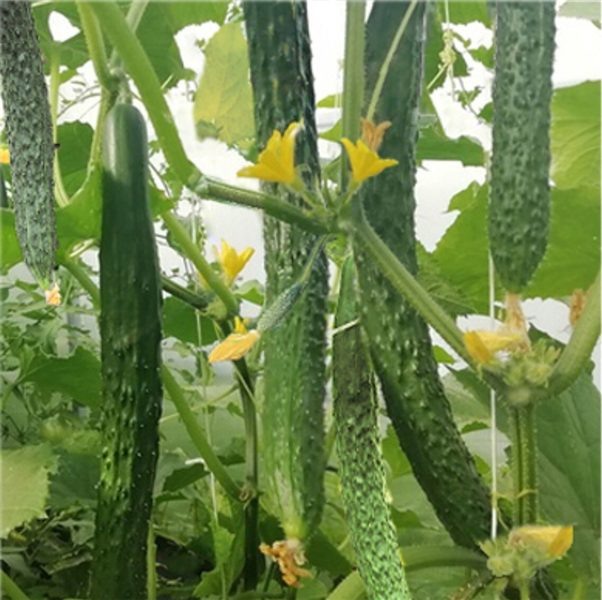 Огурец щука: деликатес с хрустящей текстурой и рекордной длиной