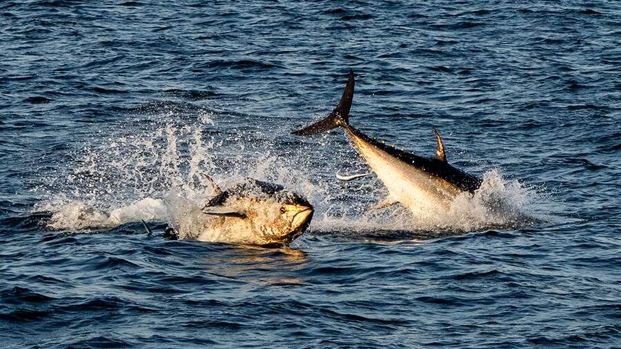 На Итурупе поймали колоссального тунца весом почти 300 килограммов