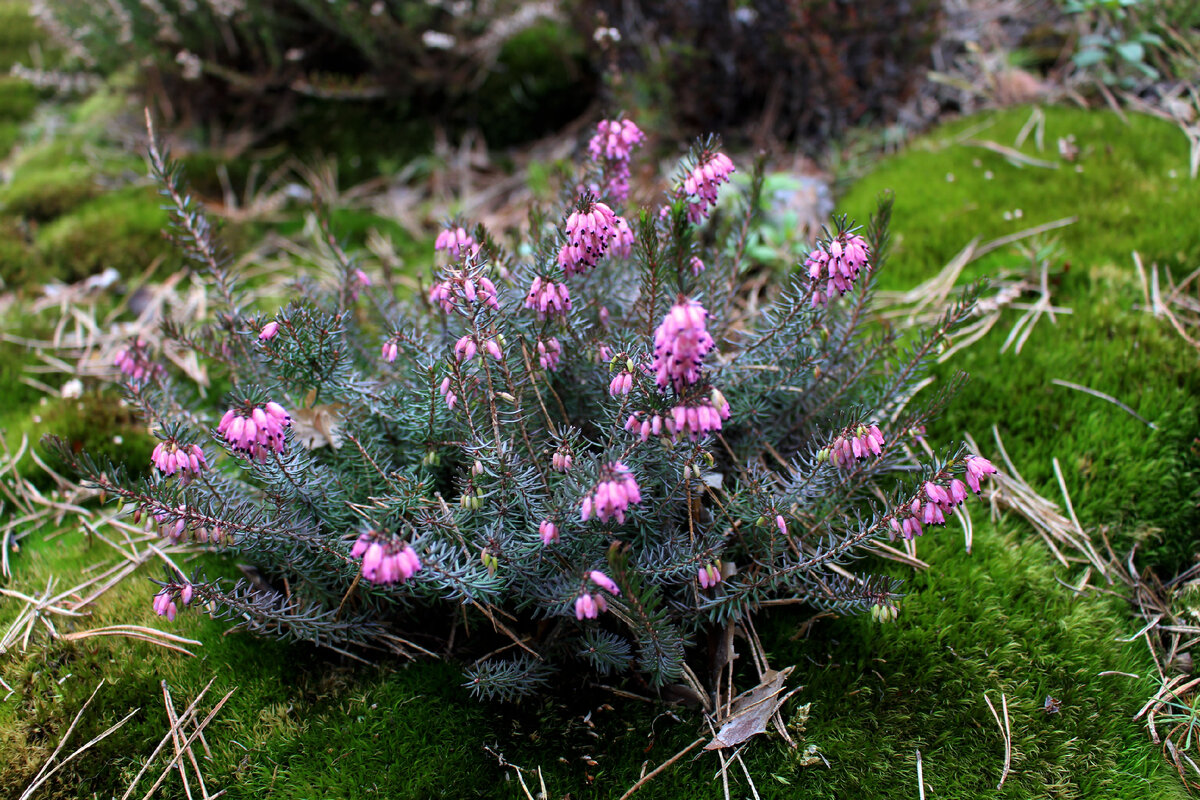 Как различить вереск и эрику в вашем саду