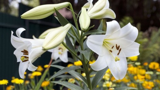 Удивительный мир лилий: от азиатских до гибридных сортов