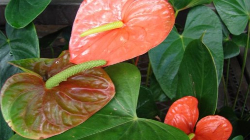 ���������: ������� � ������������ ������������ ��������