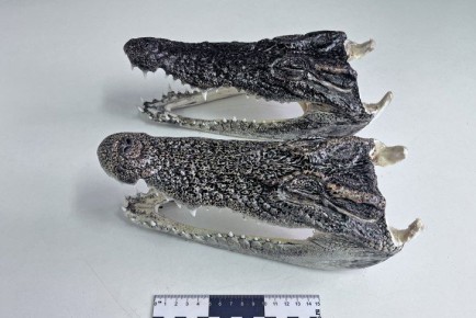 Новосибирца с крокодильими головами задержали в Толмачево