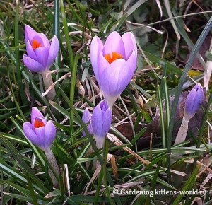 Секреты раннего посева овощей: когда начинать семена в теплицу?