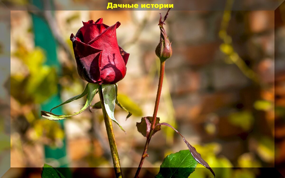 Как подготовить розы к зиме: полезные советы для садоводов