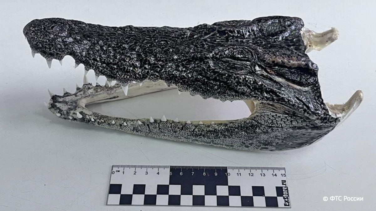 Новосибирские таможенники обнаружили две головы крокодила в чемодане пассажира, прибывшего из Таиланда, товары изъяты, сообщает ФТС