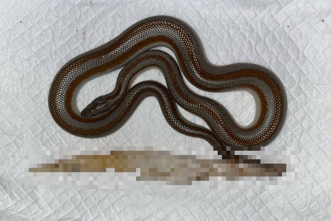 Неожиданно потолстел: в Новосибирске ветеринары спасли удава Васю, который съел две салфетки