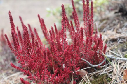 ���������� �������� �������