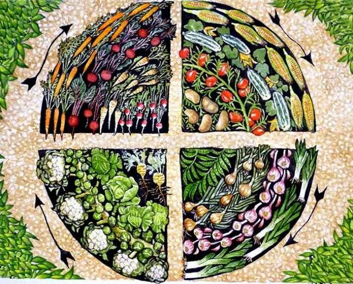 Севооборот в агрономии: ключ к здоровой почве и высокому урожаю