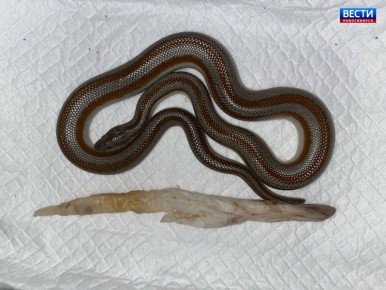 «Cъел» подстилку. В одну из ветеринарных клиник Новосибирска обратились владельцы розовополосого удава Васи: змея резко поправилась, стала малоподвижной и с трудом передвигалась