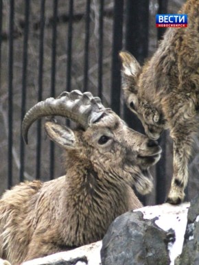 ����������� � ���������. � ������������� �������� �������� ������ �������� ��������