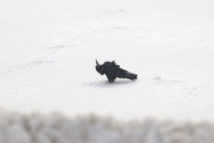 ������ ���������� � ����� ������ �������� � ������������� �������