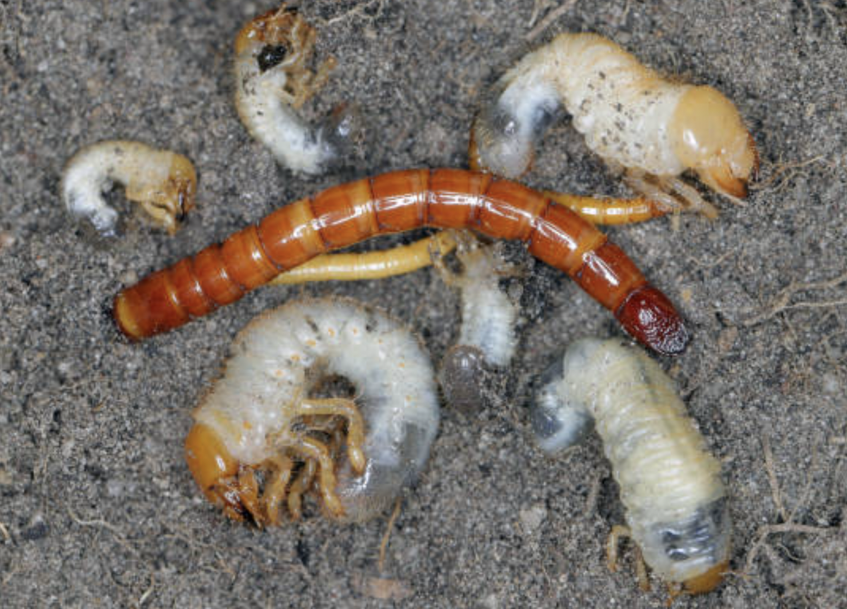 Эффективные методы борьбы с проволочниками и хрущами на вашем огороде