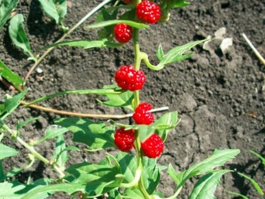 Земляничный шпинат: удивительное растение с яркими ягодами и полезными листьями