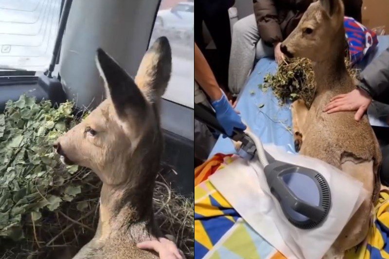 «Она девять часов пролежала на морозе»: ветеринары сделали уникальную операцию косуле со сломанным позвоночником