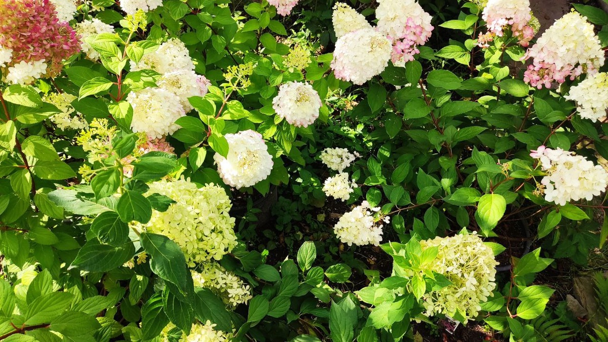 Как заботиться о гортензии в августе: советы для цветущего сада