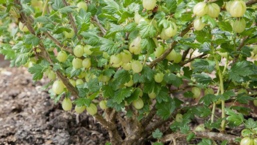 ������� ��������� ����� ���������� ��� ������� � ������