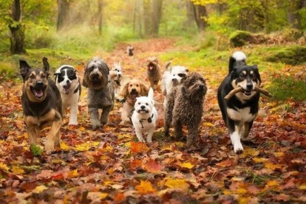 Собаководы Новосибирска просят разрешить прогулки в Дендропарке