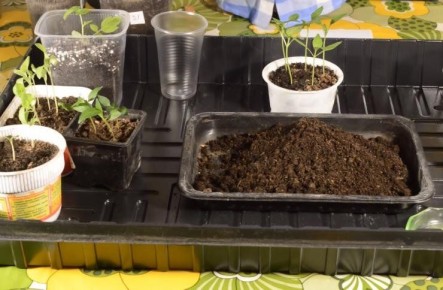 Секреты успешного посева и пикировки рассады: от перцев до томатов