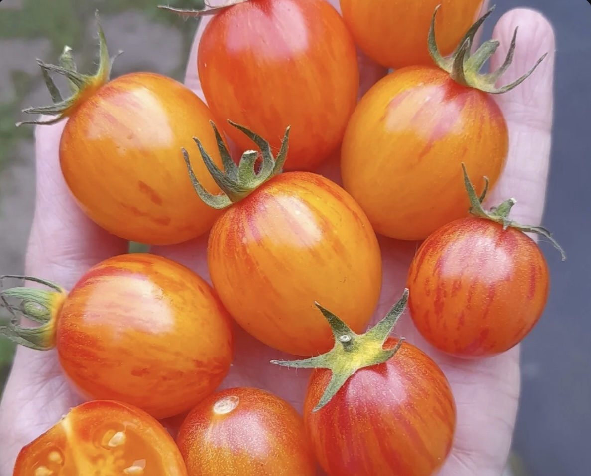 Семь необычных сортов томатов, которые удивили в 2025 году