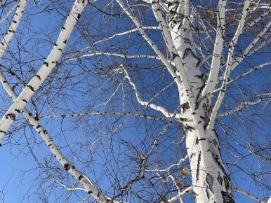 ����� �� +13 �������� ������� ������������ �� ����������� ������