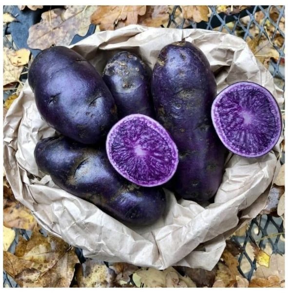 Картофель фиолетовый: удивительный сорт с яркими характеристиками и долговечностью