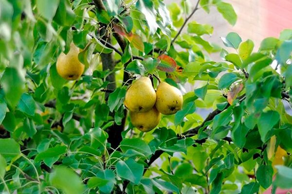 Почему садоводы предпочитают грушу сорта детская?