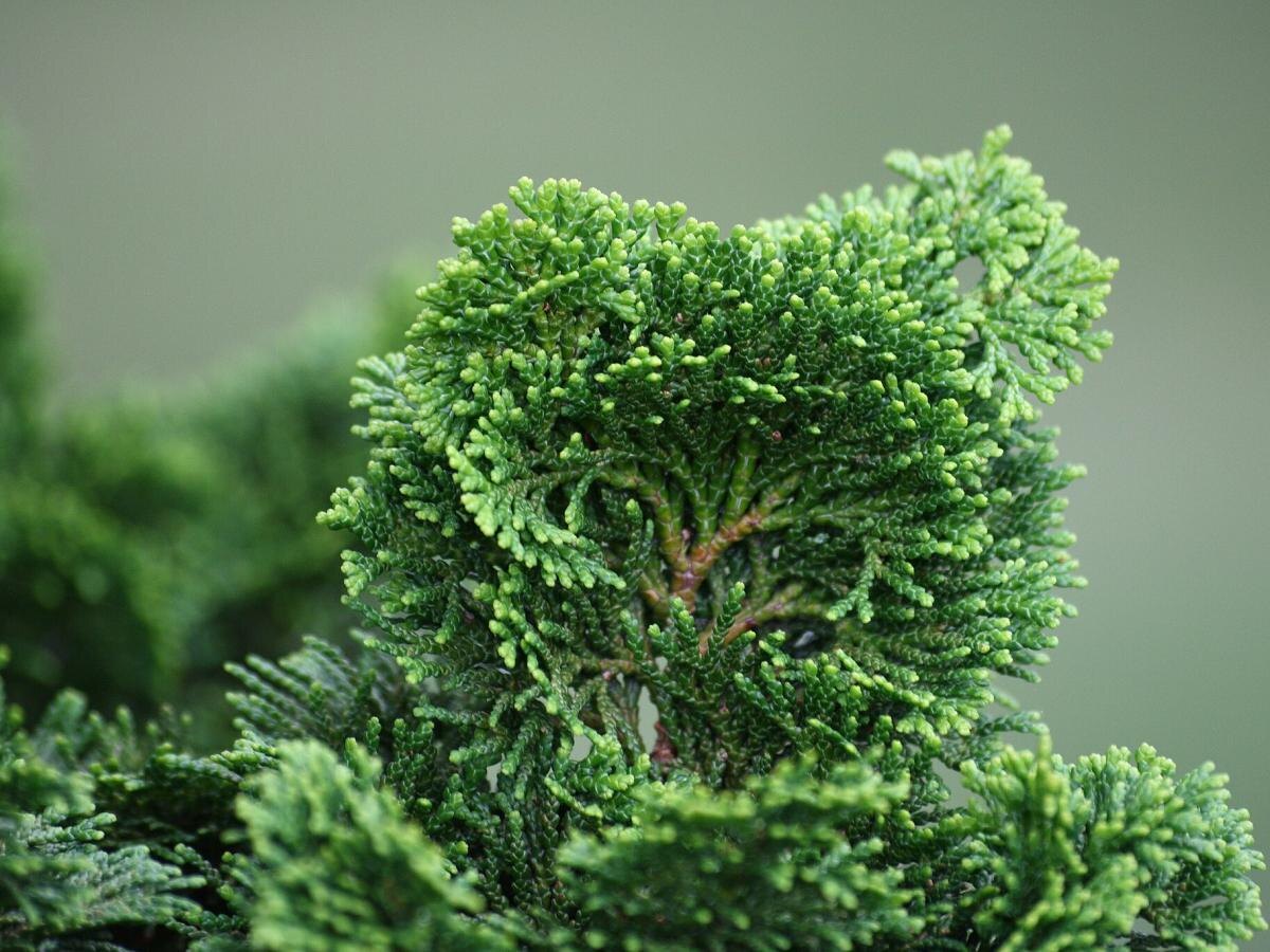 Как вырастить роскошную тую: секреты успешного ухода