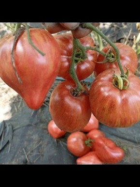 ��������� ������: ��������� ����� ��� ������ �����