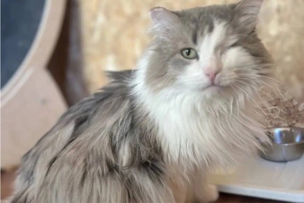 ���-�� ���� ������������ �� ����: � ������������ ����������� ���� ������� ������ ��� ����