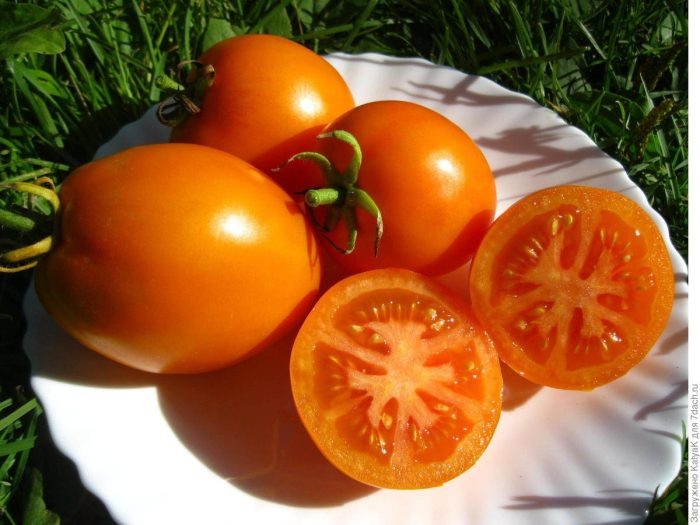 Томат Лисенок: оранжевая звезда вашего огорода