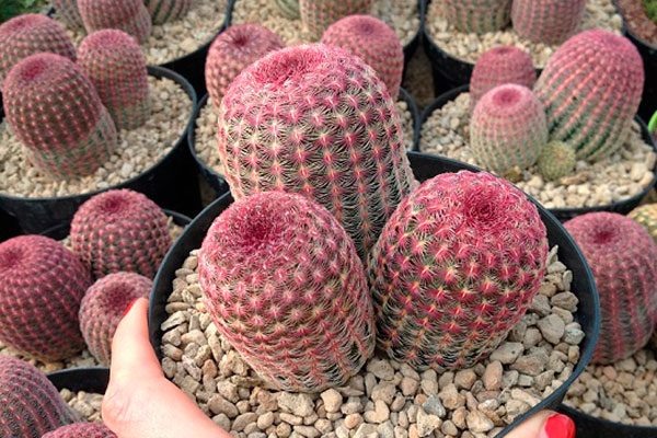 Удивительные и редкие виды кактусов, которые поражают воображение