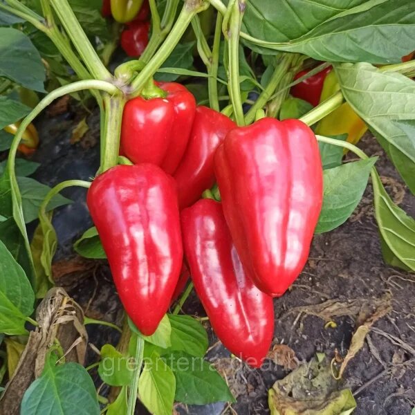 Перец Поло: ранний успех для вашего огорода