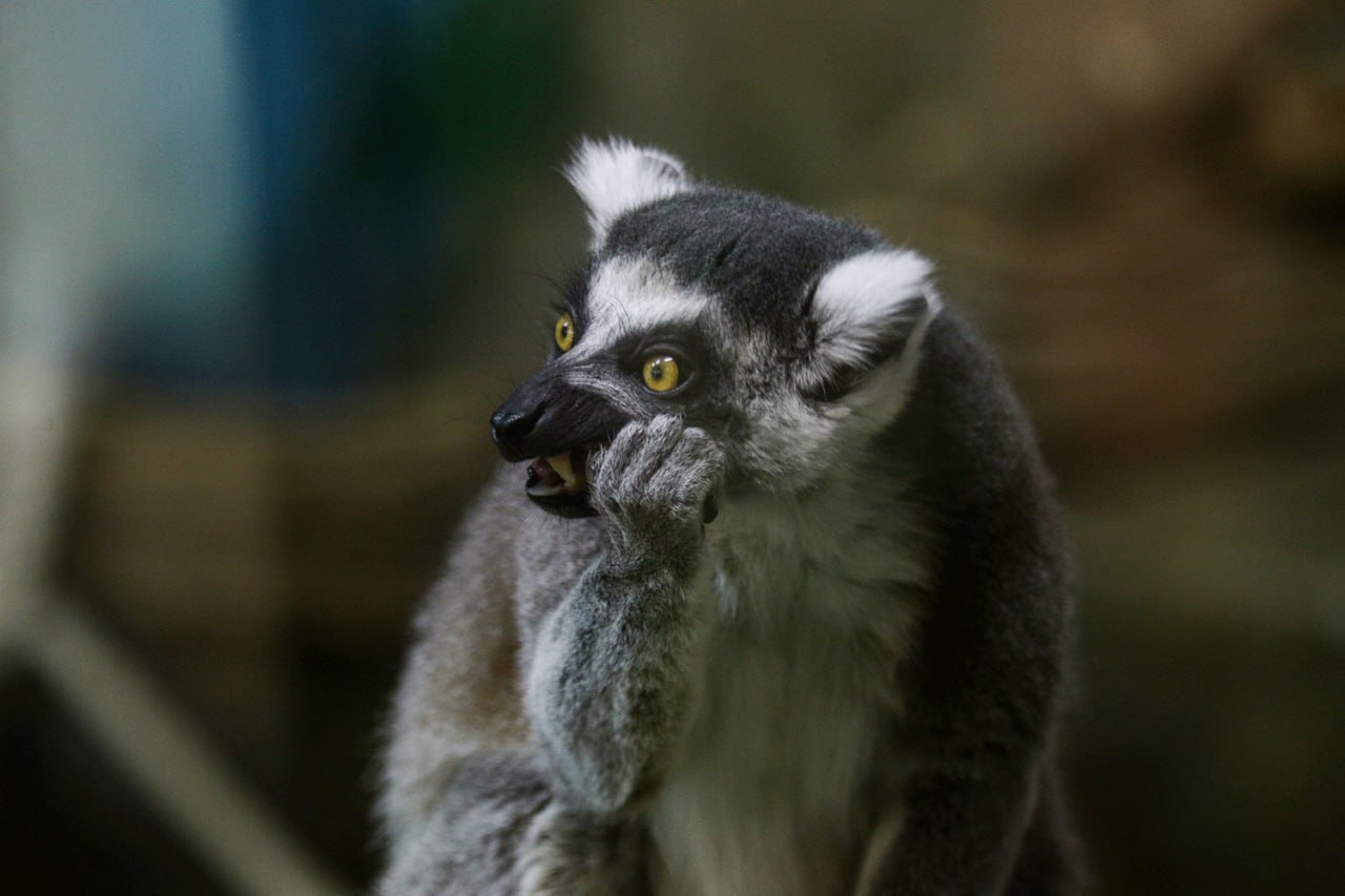 Новосибирский зоопарк перешёл на весенний режим работы