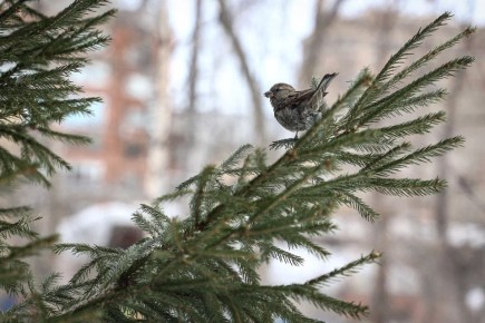 Утро понедельника встречает нас бодрящими –3°