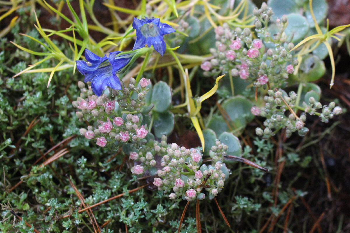 Яркие оттенки осени: уникальный очиток Зибольда в саду