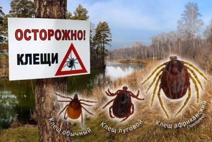 О появлении клещей-мутантов рассказала новосибирский ученый Екатерина Гризанова