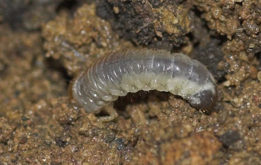 Эффективные методы борьбы с вредителями на вашем участке весной