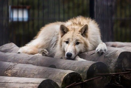 Волки и ржаво-рыжие кошки из Новосибирска уехали жить в штат Западная Бенгалия