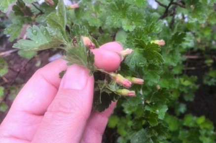 Секреты ухода за крыжовником: чего стоит избегать