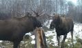 Топ-новость для любителей природы: лосей в нашей области стало больше